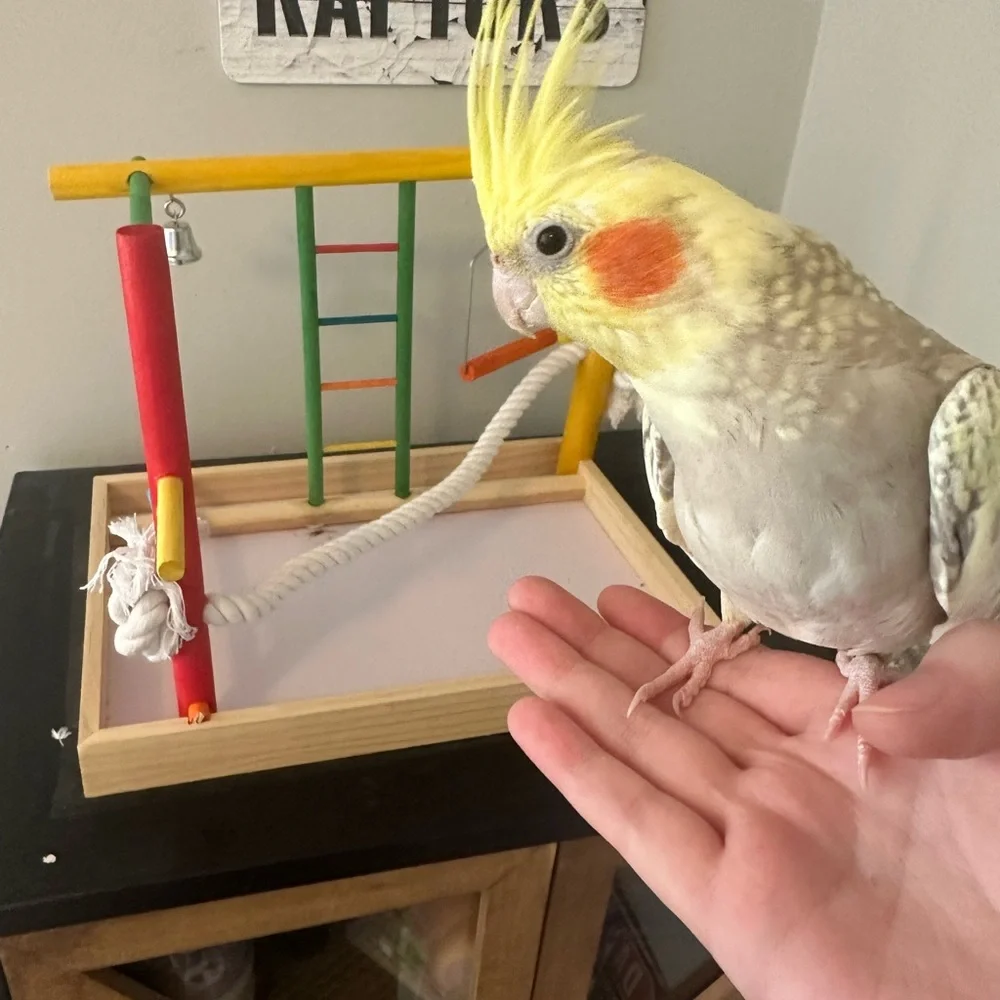 Medium play stand for birds